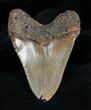 Nice Inch NC Megalodon Tooth #1350-2